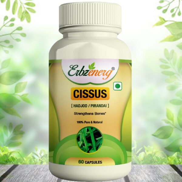 CISSUS-1-scaled-1.jpg