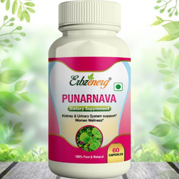 PUNARNAVA-scaled-1.jpg